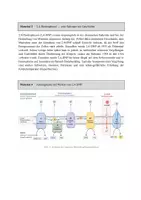 Vorschau - Klassenarbeiten - Biologie Klausur Q1 – Zellatmung, Citratzyklus & 2,4-DNP - Seite 3