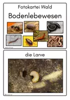 Vorschau - Merkblätter - Bodenlebewesen im Wald, Fotokartei, Bildkarten - Seite 1