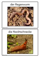 Vorschau - Merkblätter - Bodenlebewesen im Wald, Fotokartei, Bildkarten - Seite 2