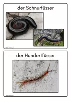 Vorschau - Merkblätter - Bodenlebewesen im Wald, Fotokartei, Bildkarten - Seite 3