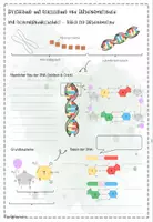 Vorschau - Präsentationen/Tafelbilder - Genetik: Speicherung und Realisierung von Erbinformationen | Biologie 12 | Hefteinträge - Seite 3