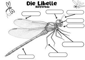 Vorschau - Arbeitsblätter - Körperbau der Libelle – Arbeitsblätter | Grundschule - Seite 2