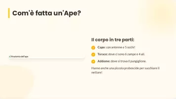anteprima - Presentazioni / Lavagne - Il Mondo delle Api slide per presentazione - Pagina 2