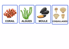 Aperçu - Préparation de séance / Séance complète - FLASHCARDS P1 à P5 : mers et océans, fermes et campagnes, montagnes, villes, forêts - Page 3