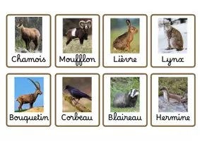 Aperçu - Préparation de séance / Séance complète - FLASHCARDS P1 à P5 : mers et océans, fermes et campagnes, montagnes, villes, forêts - Page de couverture