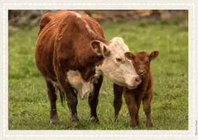 Vorschau - Spiele - Bauernhof DaZ Bildkarten Fotosammlung | Bauernhof Klasse 1 | Bauernhof Tiere | Bauernhof Deutsch | Schreibanlass, Sprachförderung, Vorkurs Deutsch, Vorschule - Seite 3