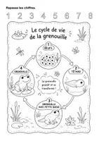 Aperçu - Feuilles d'exercices - Le cycle de vie de la grenouille (maternelle, cycle 2, inclusion) - Page de couverture