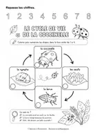 Aperçu - Apprentissages en autonomie - Le cycle de vie coccinelle (maternelle, cycle 2, inclusion) - Page 1