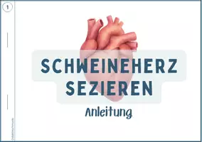 Vorschau - Stundenentwürfe - Schweineherz sezieren – Komplettpaket (Anleitung, Lösungen & Lehrerhinweise) - Seite 1