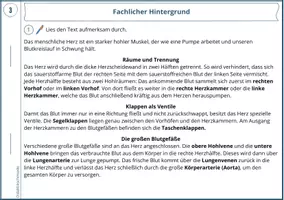 Vorschau - Stundenentwürfe - Schweineherz sezieren – Komplettpaket (Anleitung, Lösungen & Lehrerhinweise) - Seite 3