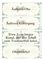 Vorschau - Arbeitsblätter - beGREIFbar! Das Ohr – Aufbau & Funktion | haptisches Struktur-Lege-Set | Biologie Pflege Medizin - Seite 3