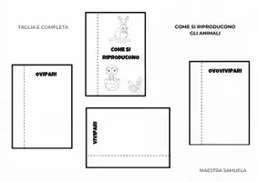 anteprima - Esercizi - Il Regno Animale: Lapbook (Vertebrati e Invertebrati) - Pagina 1