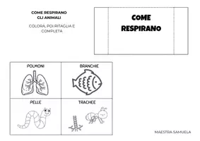 anteprima - Esercizi - Il Regno Animale: Lapbook (Vertebrati e Invertebrati) - Pagina 3