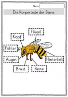 Vorschau - Arbeitsblätter - Arbeitsblätter Biene - Seite 3