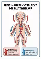 Vorschau - Lehrwerke/Schulbücher - Unser Herz & Blutkreislauf Arbeitsheft mit Puls‑Experiment & Urkunde · Klasse 3–4 - Seite 2