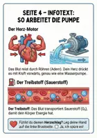 Vorschau - Lehrwerke/Schulbücher - Unser Herz & Blutkreislauf Arbeitsheft mit Puls‑Experiment & Urkunde · Klasse 3–4 - Seite 3