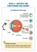 Vorschau - Arbeitsblätter - Die 5 Sinne: Das große 5-in-1 Wissenspaket (Arbeitsheft, Experimente & Urkunde) - Seite 3