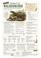 Vorschau - Arbeitsblätter - Waldeidechse – kostenloses Materialpaket für Sachunterricht & Naturbildung | Bella Wildherz - Seite 2