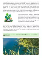 Vorschau - Arbeitsblätter - Pflanzen im See: Sachunterricht Ökosystem See - Seite 3