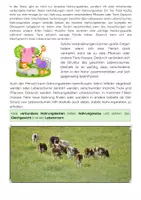Vorschau - Arbeitsblätter - Nahrungskette einfach erklärt: Produzenten, Pflanzenfresser & Fleischfresser - Seite 3