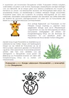 Vorschau - Arbeitsblätter - Trophiestufen Nahrungskette: Produzenten, Primärkonsumenten, Sekundärkonsumenten - Seite 3
