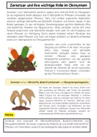Vorschau - Arbeitsblätter - Zersetzer (Destruenten) und ihre Rolle im Ökosystem - Seite 1