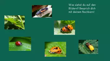 Vorschau - Mal- und Bastelvorlagen - Marienkäfer - Entwicklung 1. Klasse Sachunterricht - Seite 3