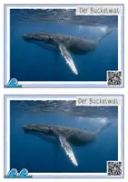 Vorschau - Unterrichtsreihen - Meerestiere – Buckelwal | Kartei & Forscherheft Kl. 1/2 - Seite 2