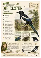 Vorschau - Arbeitsblätter - Elster – kostenloses Materialpaket für Sachunterricht & Naturbildung | Bella Wildherz - Deckblatt
