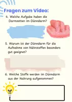Vorschau - Stationenlernen - DER DÜNNDARM - Arbeitsheft (Pflege) & Biologie mit QR-Code, Bewegungsübung & Lösungen - Seite 3