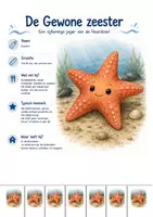 Voorbeeld - Identiteitskaarten zeedieren & opdrachten - Pagina 2