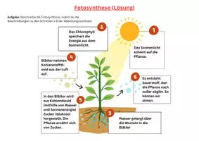 Vorschau - Arbeitsblätter - Fotosynthese: Warum sind Pflanzen unsere Superhelden? (inkl. Präsi, Tafelmaterial, Lösung) - Seite 3