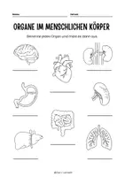Vorschau - Arbeitsblätter - Organe im menschlichen Körper - Seite 1