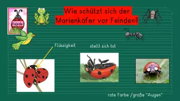 Vorschau - Präsentationen/Tafelbilder - Marienkäfer: Die Feinde des Marienkäfers - Seite 2