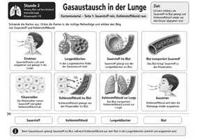 Vorschau - Bildkarten - Karten: Gasaustausch in der Lunge – Kartenmaterial mit Bildkarten zum Gasaustausch, Sauerstofftransport, Kohlenstoffdioxidabgabe und S/W-Version - Seite 3