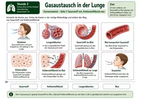 Vorschau - Bildkarten - Karten: Gasaustausch in der Lunge – Kartenmaterial mit Bildkarten zum Gasaustausch, Sauerstofftransport, Kohlenstoffdioxidabgabe und S/W-Version - Seite 1