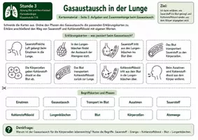 Vorschau - Bildkarten - Karten: Gasaustausch in der Lunge – Kartenmaterial mit Bildkarten zum Gasaustausch, Sauerstofftransport, Kohlenstoffdioxidabgabe und S/W-Version - Seite 2