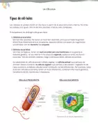 Vista previa - Unidades / Secuencias / Situaciones de Aprendizaje - La cèl·lula – Teoria, vocabulari i exercicis per a ESO - página 2