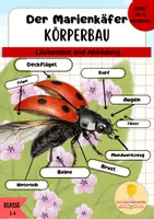 Vorschau - Arbeitsblätter - Körperbau des Marienkäfers – Arbeitsblätter | Grundschule - Deckblatt