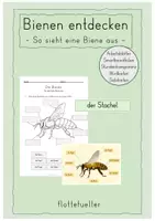 Vorschau - Stundenentwürfe - Bienen: So sieht eine Biene aus - Deckblatt