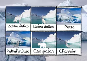 Vista previa - Unidades / Secuencias / Situaciones de Aprendizaje - Bingo Polar con animales de ambos polos - página 3