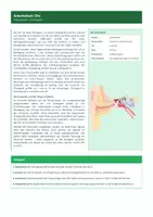 Vorschau - Stundenentwürfe - Gruppenpuzzle Sinnesorgane (Neurobiologie) - Seite 2