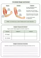 Vorschau - Unterrichtsreihen - Muskeln und Bewegung – Arbeitsblatt mit Fallimpuls, Armbewegung, Gegenspielerprinzip, Lösung und S/W-Version - Seite 2