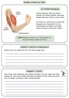 Vorschau - Unterrichtsreihen - Muskeln und Bewegung – Arbeitsblatt mit Fallimpuls, Armbewegung, Gegenspielerprinzip, Lösung und S/W-Version - Seite 3
