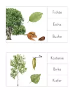 Vorschau - Stationenlernen - Unser Wald: Klammerkarten Bäume/Baumarten - Seite 3