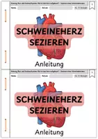 Vorschau - Arbeitsblätter - Sezieren eines Schweineherzens – Schritt-für-Schritt-Anleitung & Präsentationsfolien - Seite 1