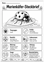 Vorschau - Arbeitsblätter - Marienkäfer - Faltbuch & Steckbrief - Seite 1