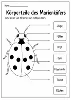 Vorschau - Arbeitsblätter - Marienkäfer - Faltbuch & Steckbrief - Seite 2