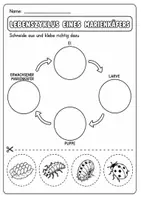 Vorschau - Arbeitsblätter - Marienkäfer - Faltbuch & Steckbrief - Seite 3