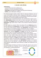 Vorschau - Stationenlernen - Stationsarbeit: Verdauungsorgane - Seite 1
